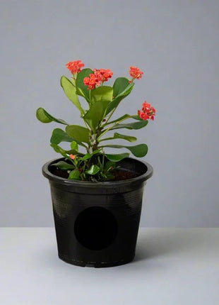 Euphorbia Millii Or Crown of Thorns 25 &#8211; 35cm