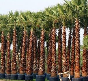 Washingtonia Robusta &#8220;Mexican Fan Palm&#8221;