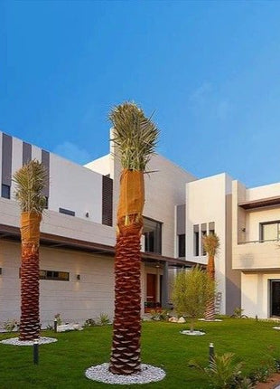 Palm Tree &#8220;Phoenix Dactylifera Or Date Palm&#8221; النخلة