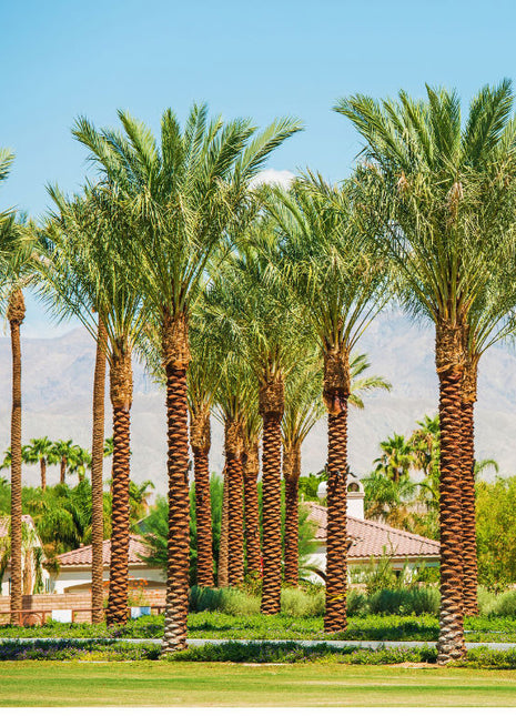 Palm Tree &#8220;Phoenix Dactylifera Or Date Palm&#8221; النخلة