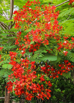 Delonix Regia, Flame Tree or Royal Poinciana