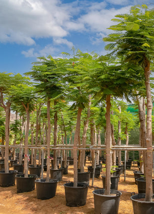 Delonix Regia, Flame Tree or Royal Poinciana