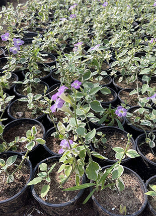 Asystasia Gangetica Variegata&#8221;Chinese Violet&#8221; 10-15cm
