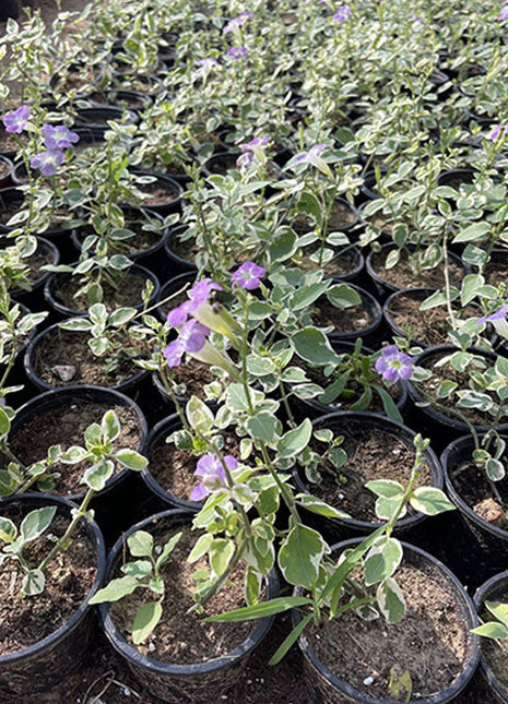 Asystasia Gangetica Variegata&#8221;Chinese Violet&#8221; 10-15cm