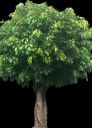 Ficus Infectoria-Virens &#8220;White Fig&#8221;