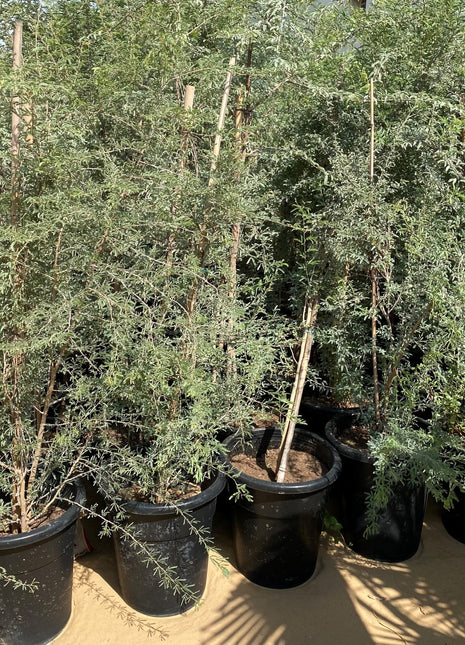 Ghaf Tree &#8220;Prosopis Cineraria&#8221; شجرة الغاف