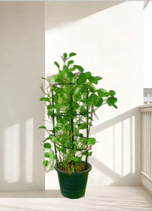 Ziziphus Jujuba Thai Or Jujube Tree 1.5-2.0m شجرة عناب