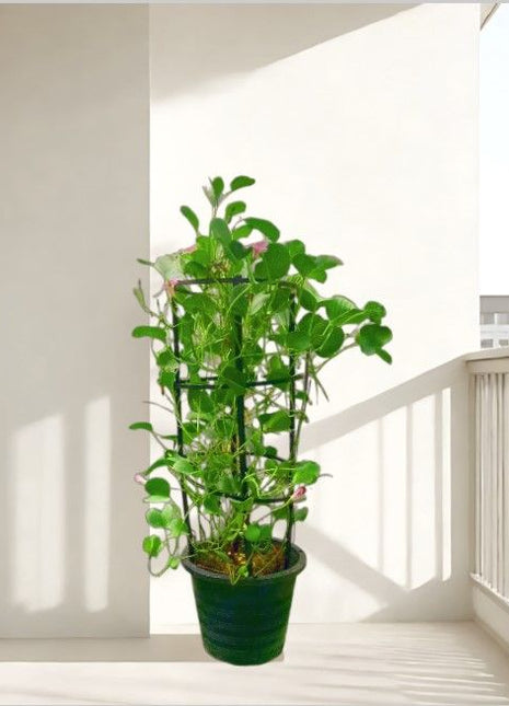 Ipomoea pes-caprae, Railroad Vine or Railway Creeper