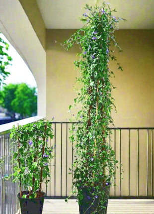 Ziziphus Spina Christi or Sidr Tree شجرة سدر