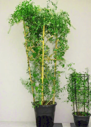 Ziziphus Spina Christi or Sidr Tree شجرة سدر