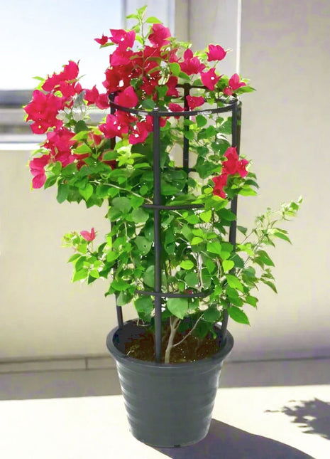 Bougainvillea Spectabilis  “30 to 160cm” Dark Pink