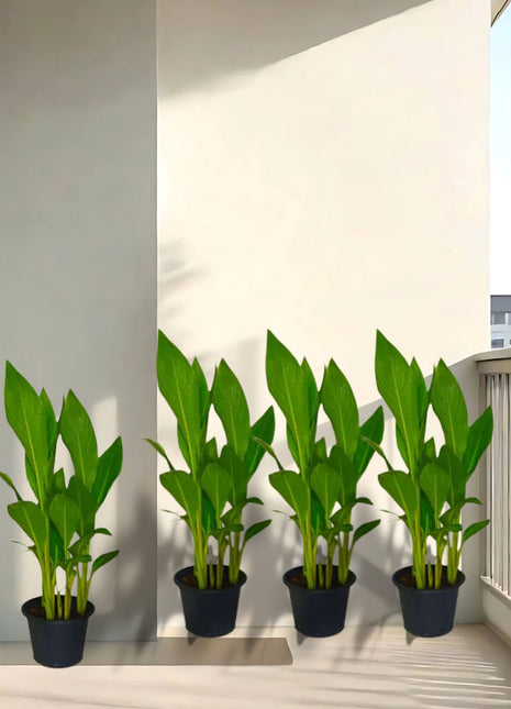 Canna Indica or Canna Green