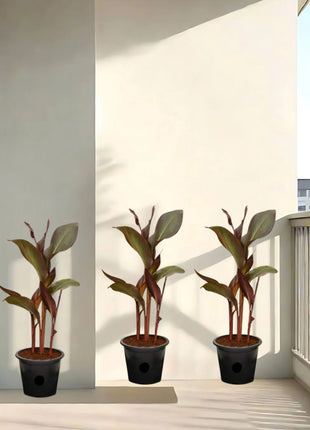 Canna Indica &#8216;Purpurea&#8217; 30 &#8211; 50cm Overall Height