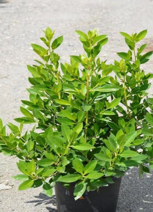Conocarpus Erectus, Green Buttonwood