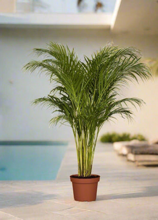 Areca palm Outdoor | Chrysalidocarpus lutescens | فراشة النخيل