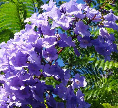Jacaranda Mimosifolia &#8220;Blue jacaranda-Black Poui&#8221;