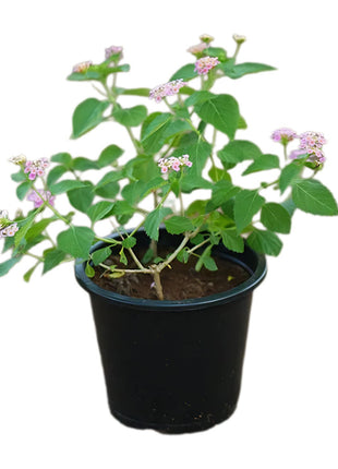 Lantana Camara, Pinkmound, West Indian Lantana 30-40cm