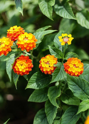 Lantana Camara &#8220;Red Sage&#8221;  30-40cm