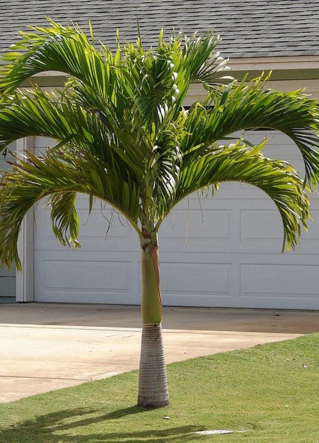 Veitchia Merrillii &#8220;Manila Palm&#8221;