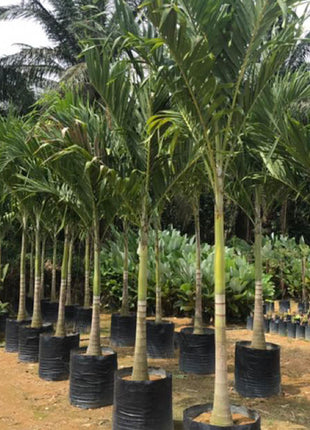 Veitchia Merrillii &#8220;Manila Palm&#8221;