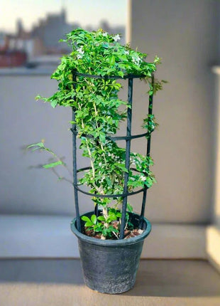 Murraya Paniculata &#8220;Orange or Thai Jasmine&#8221;