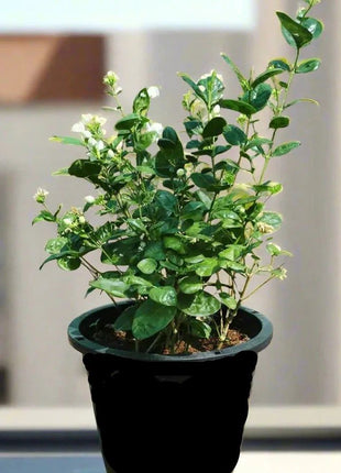 Arabian Jasmine Motia &#8220;Jasminum Sambac&#8221;