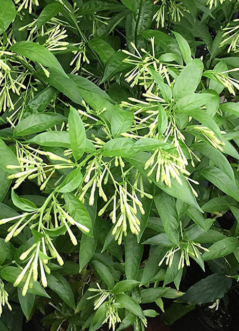 Night Queen or Raat Ki Rani&#8221;Cestrum Nocturnum or Night-blooming jasmine&#8221;