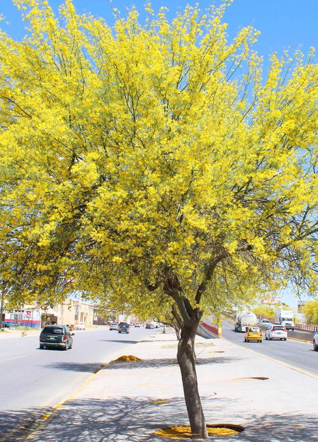 Parkinsonia Aculeata, Jerusalem Thorn Tree