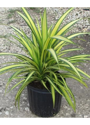 Pandanus Baptistii Variegata