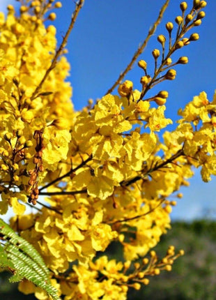 Peltophorum pterocarpum, Yellow Flame or Copper Pod