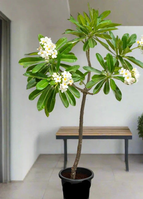 Plumeria Obtusa &#8220;Frangipani, The Temple Tree or Champa&#8221;
