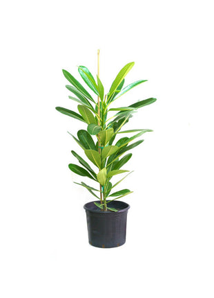 Plumeria Obtusa &#8220;Frangipani, The Temple Tree or Champa&#8221;