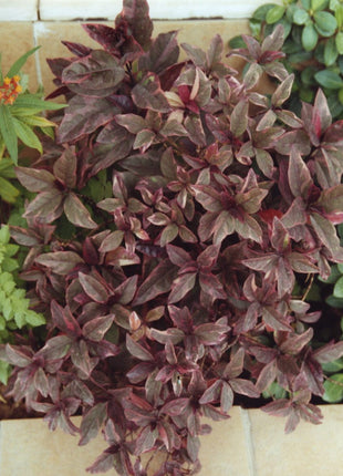 Eranthemum Atropurpureum, Purple False Eranthemum 30 &#8211; 40cm
