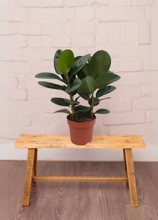 Ficus Elastica or Rubber Tree 40-50cm