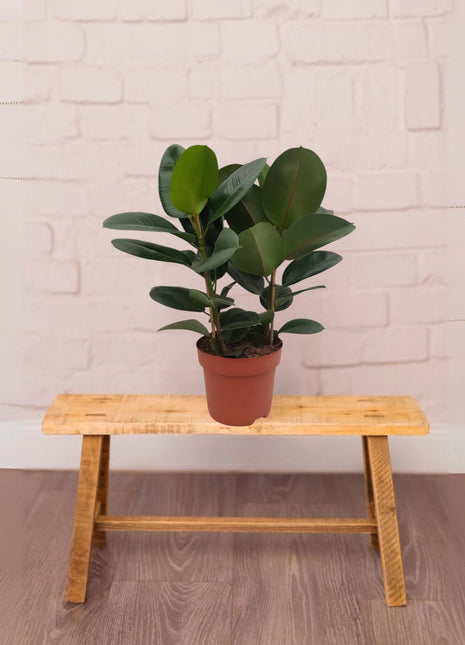 Ficus Elastica or Rubber Tree 40-50cm