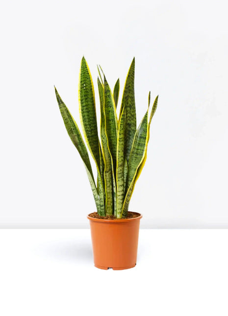Sansevieria Trifasciata Or Snake Plant (Outdoor)