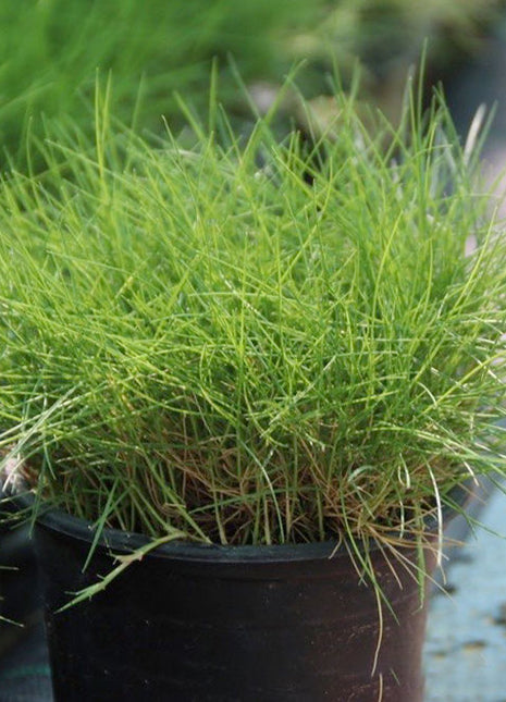 Zoysia Japonica or Korean Lawn Grass