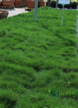 Zoysia Japonica or Korean Lawn Grass