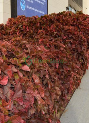 Acalypha Wilkesiana &#8220;Copper Leaf&#8221; 30-50cm
