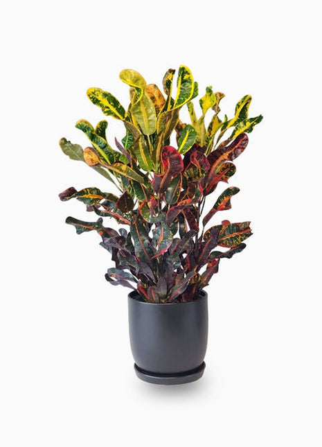 Codiaeum Variegatum (Croton outdoor mix)