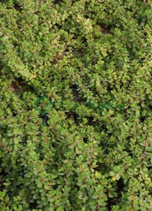 Portulacaria afra Hanging &#8220;Elephant Bush&#8221;