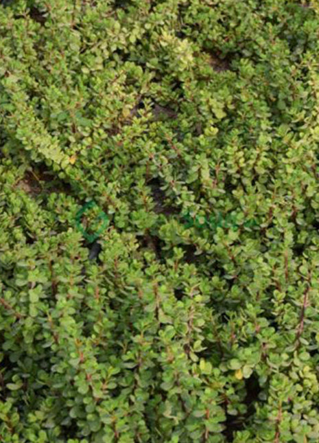 Portulacaria Afra &#8220;Elephant Bush&#8221;