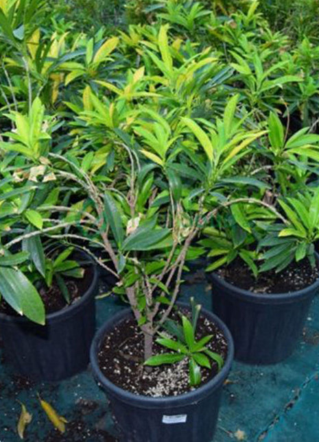 Codiaeum Variegatum (Croton outdoor mix)