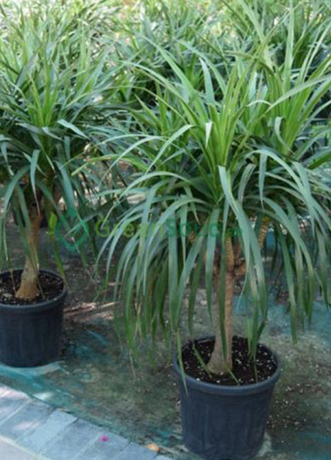 Dracaena Draco, Drago or Dragon Tree