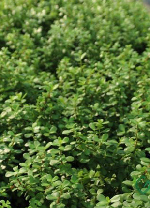 Portulacaria Afra &#8220;Elephant Bush&#8221;