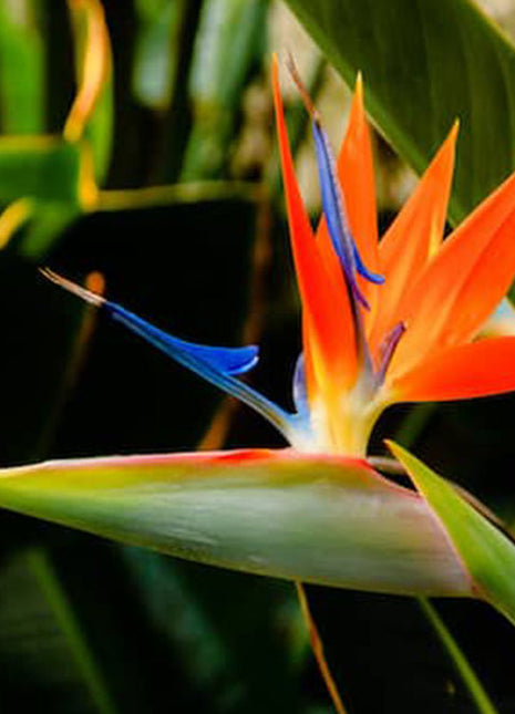 Strelitzia Reginae, Bird of Paradise 0.6-0.8m طائر الجنة