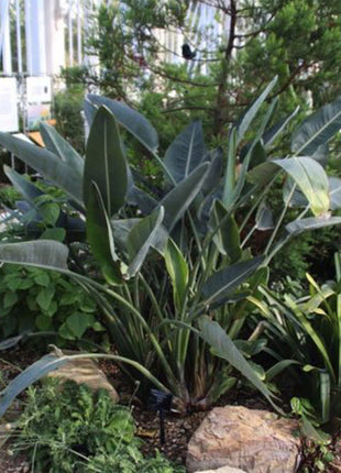 Strelitzia Reginae, Bird of Paradise 0.6-0.8m طائر الجنة