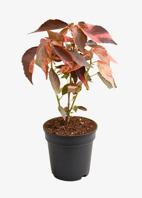 Acalypha Wilkesiana &#8220;Copper Leaf&#8221; 30-50cm