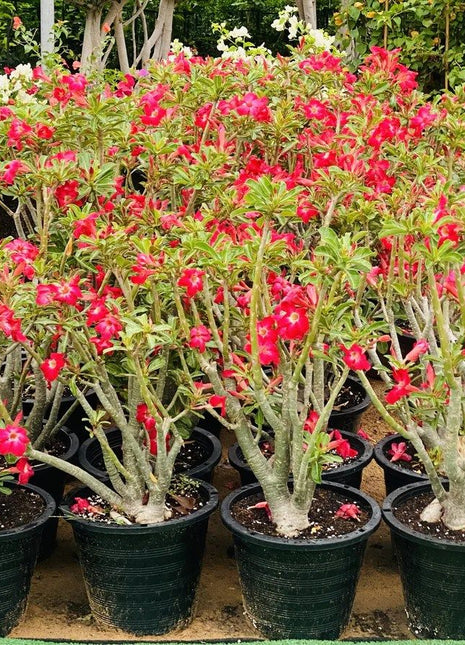 Adenium Obesum Or Desert Rose وردة الصحراء