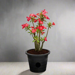 Adenium Obesum Or Desert Rose وردة الصحراء